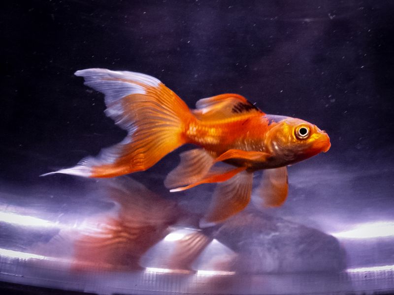 Photo 4 de Le Refuge de l'Aquarium de Limoges